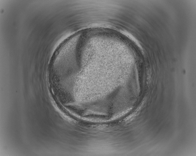 X0000071810991200607211707