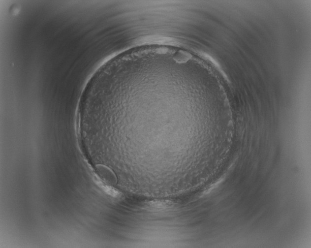 X0000071821125200606301246