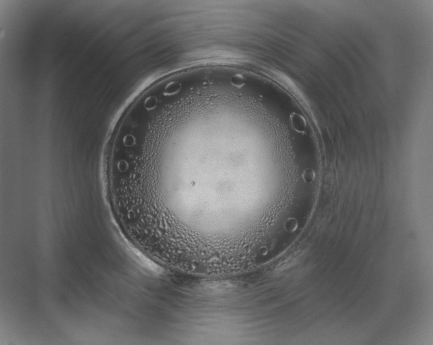 X0000071821243200606301244