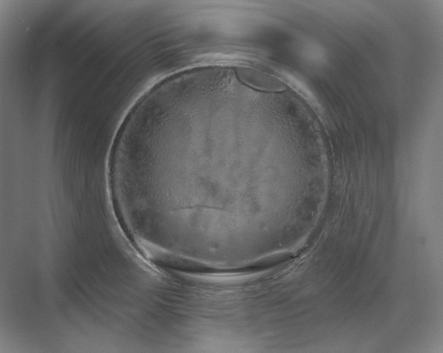 X0000071821283200606301243