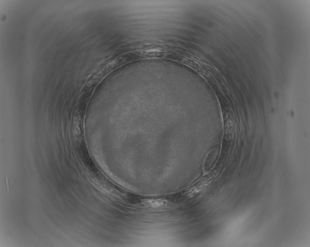 X0000071820654200607211738