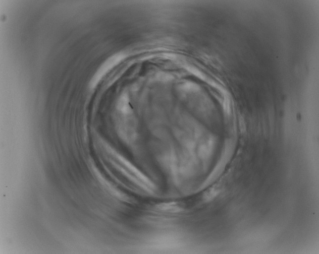 X0000071820054200607290027