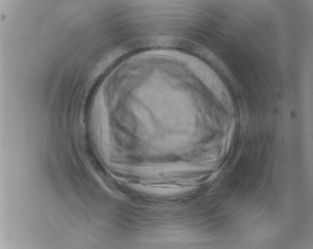 X0000071820674200607290018