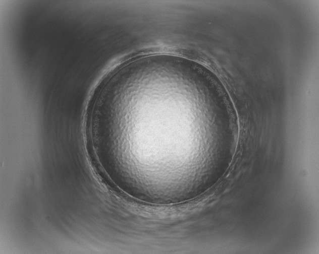 X0000071830006200606301331