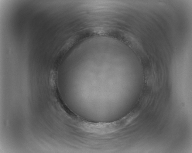 X0000071830036200606301330