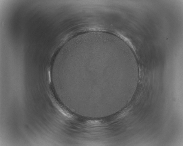 X0000071830061200606301329