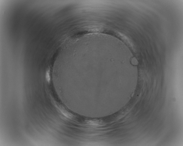 X0000071830069200606301329