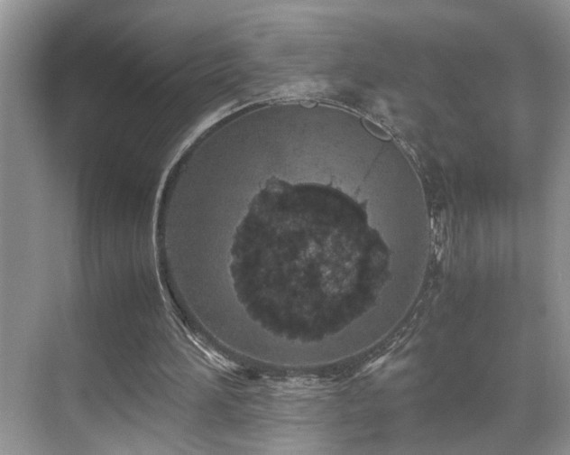 X0000071830196200606301327