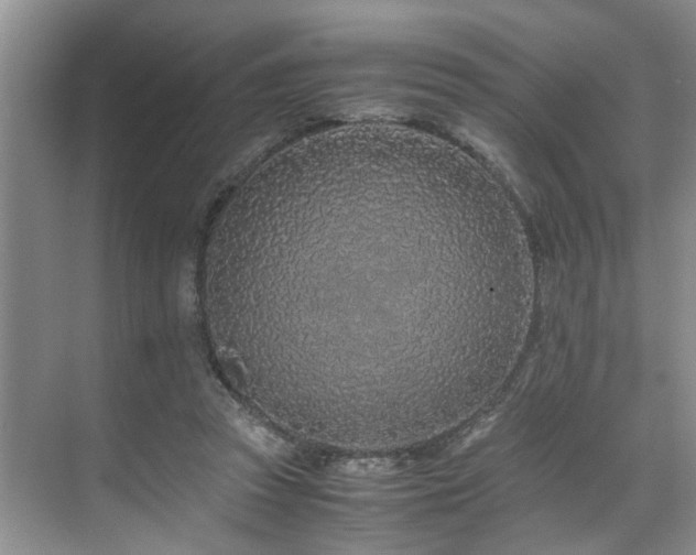 X0000071830353200606301324