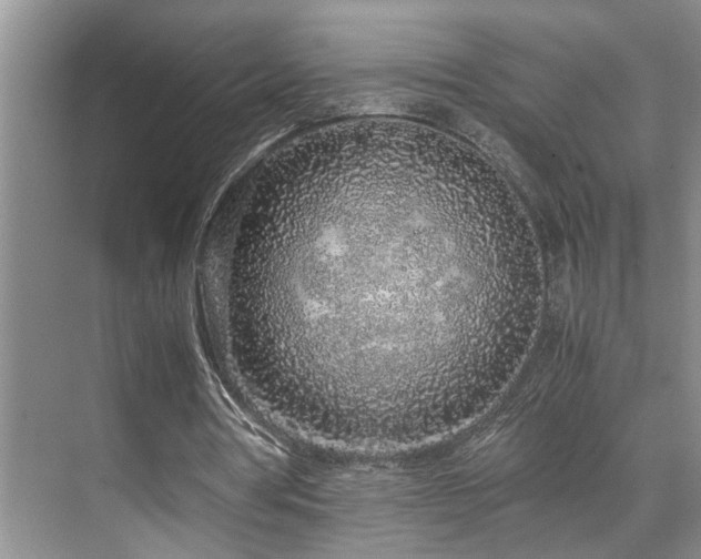 X0000071830386200606301324