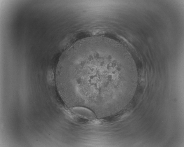 X0000071830523200606301322