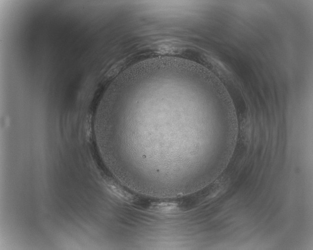 X0000071830554200606301321