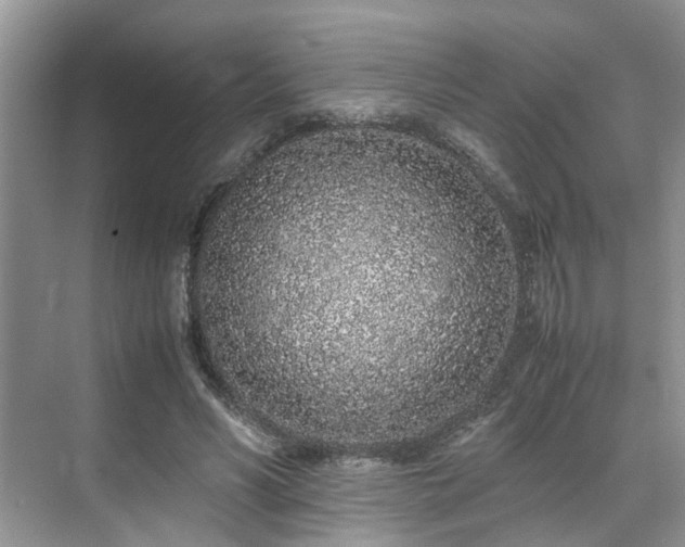 X0000071830590200606301321