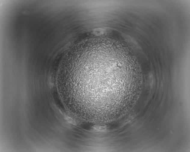 X0000071830606200606301320