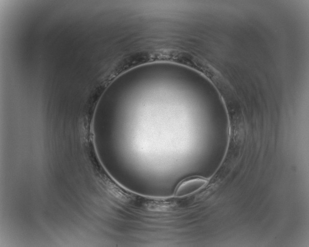 X0000071830661200606301320