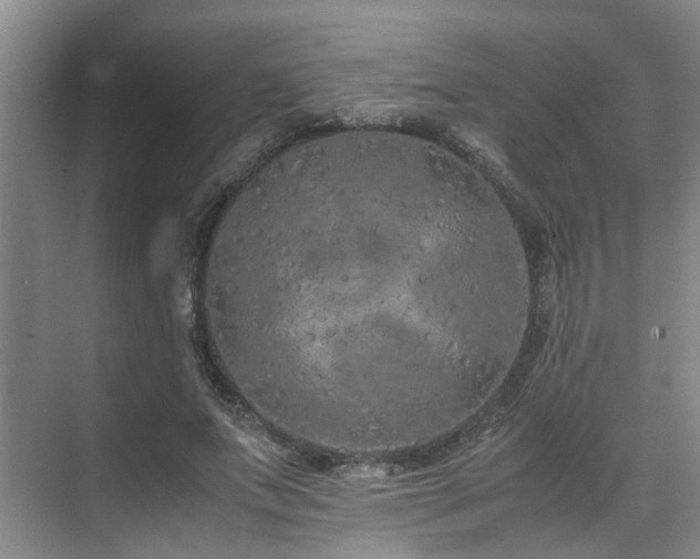 X0000071830687200606301319