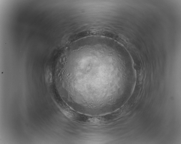 X0000071830703200606301319