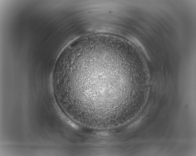 X0000071830798200606301317