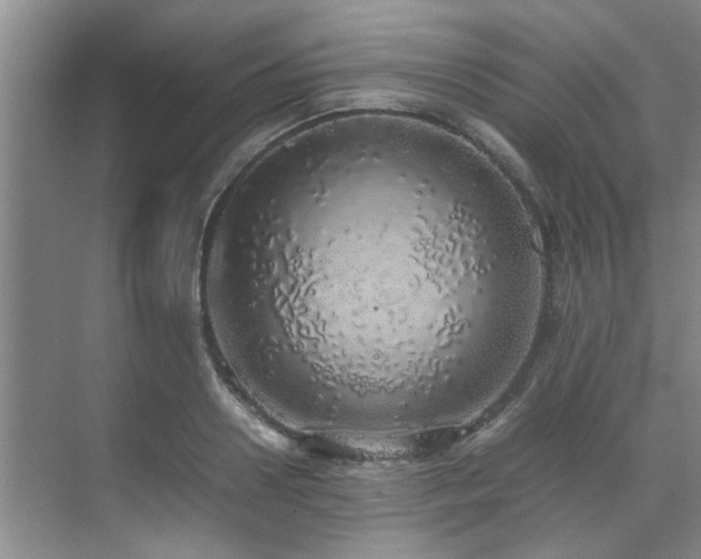 X0000071830938200606301315