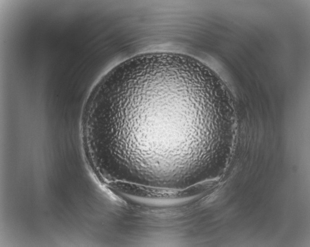 X0000071830998200606301314