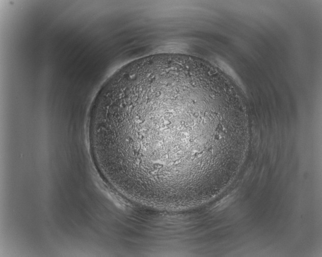 X0000071831035200606301313