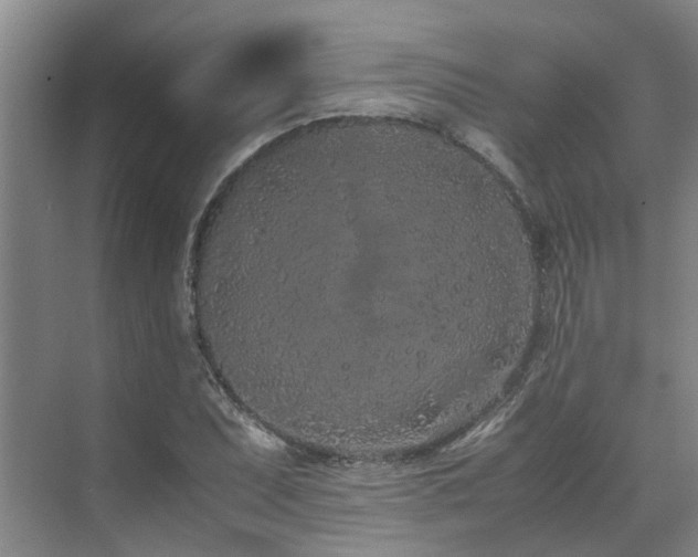 X0000071831071200606301313