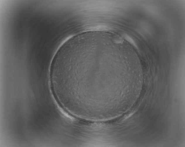 X0000071831087200606301312