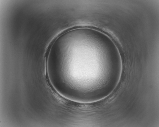 X0000071831175200606301311