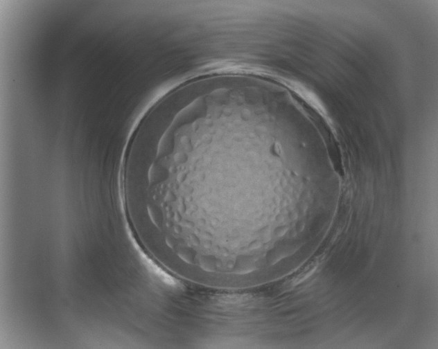 X0000071831247200606301310