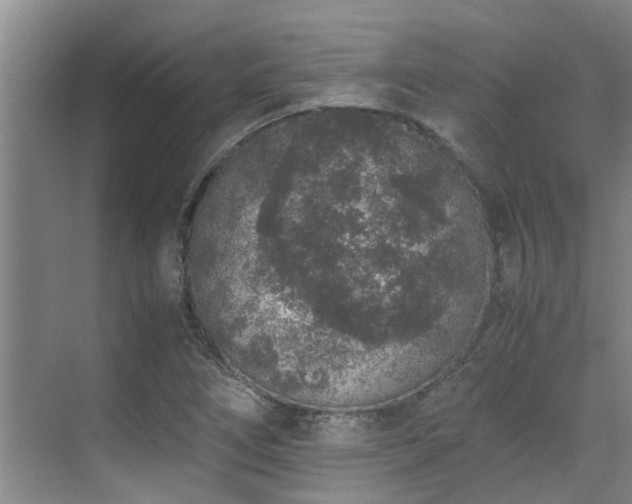 X0000071831266200606301309