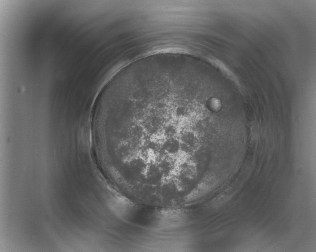 X0000071831274200606301309