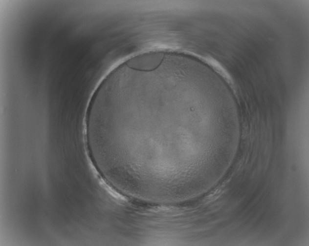 X0000071831287200606301309