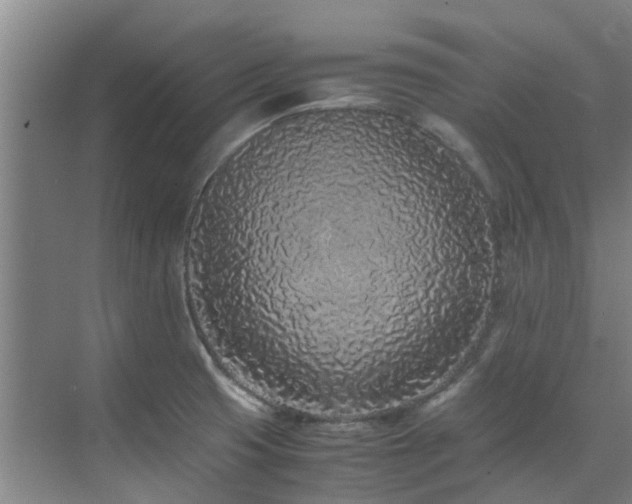 X0000071831425200606301307