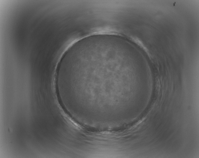 X0000071831463200606301306