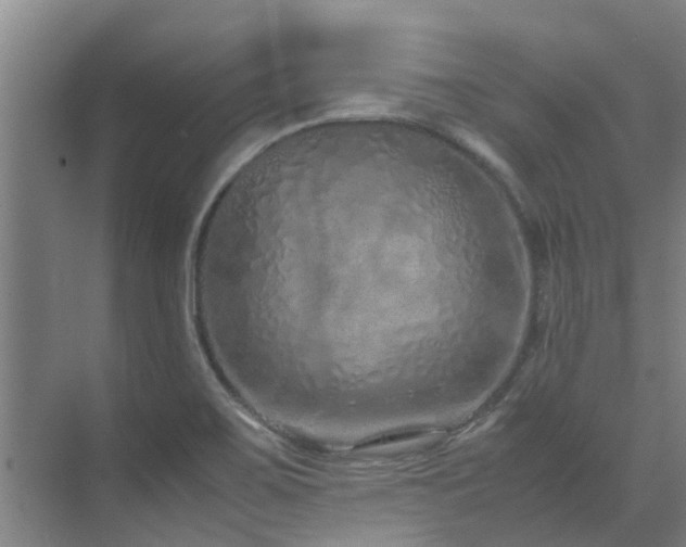 X0000071831467200606301306