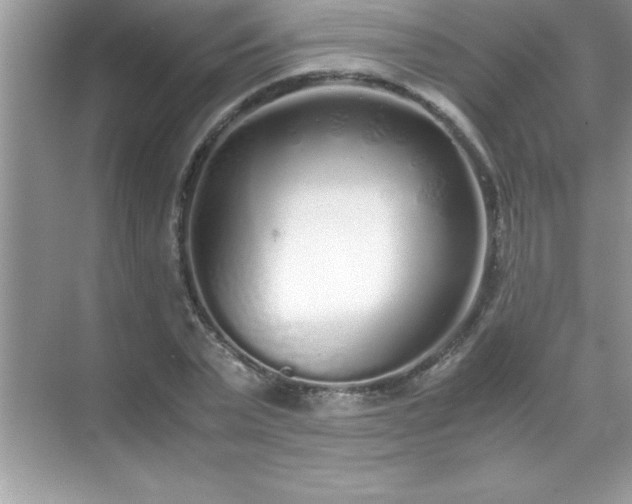 X0000071830783200607072208