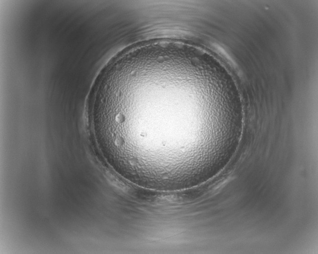 X0000071830883200607072207