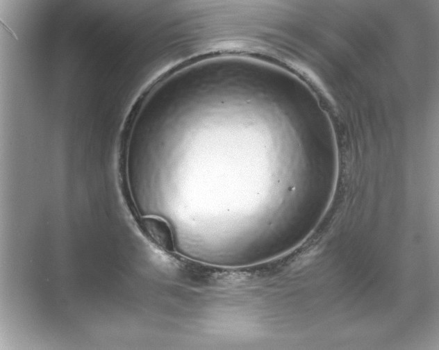 X0000071830991200607072205