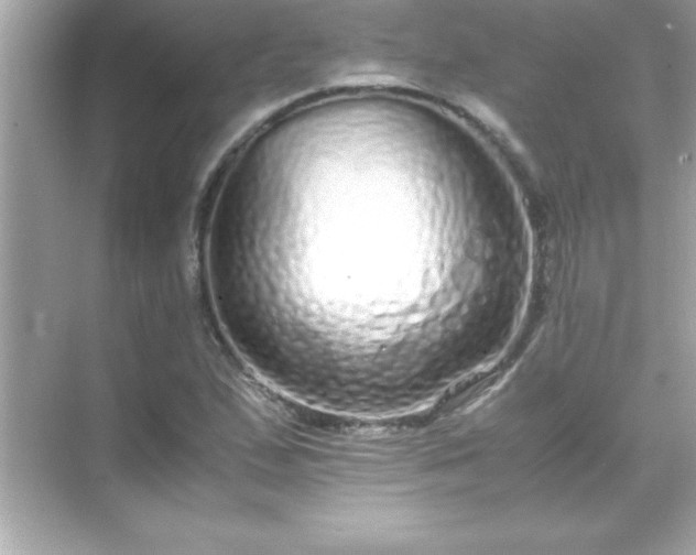 X0000071831167200607072202