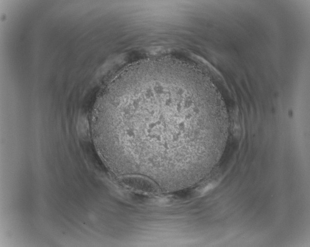 X0000071830523200607141703