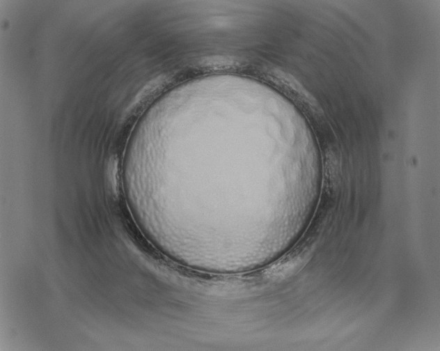 X0000071830024200607211813