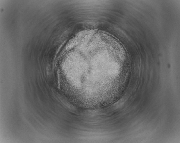 X0000071830134200607211811