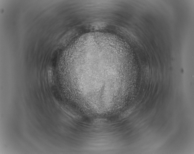 X0000071830222200607211810