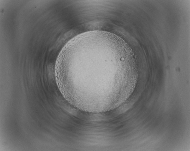 X0000071830240200607211809