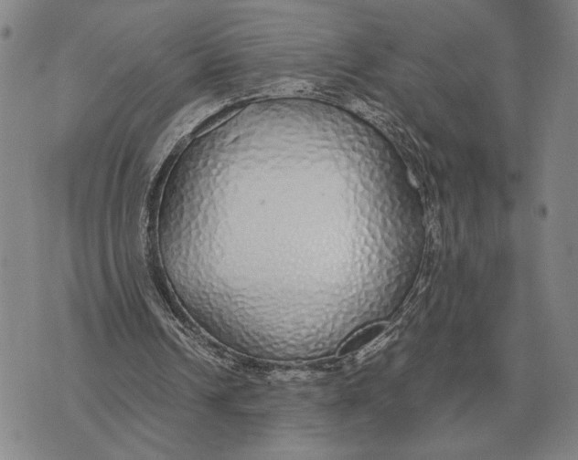 X0000071830242200607211809