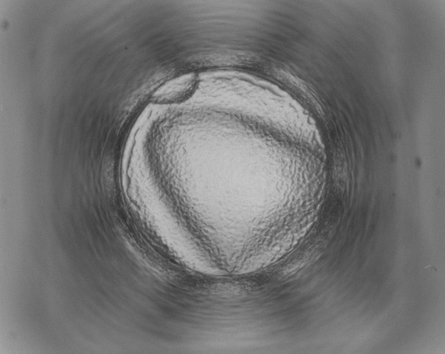 X0000071830394200607211807