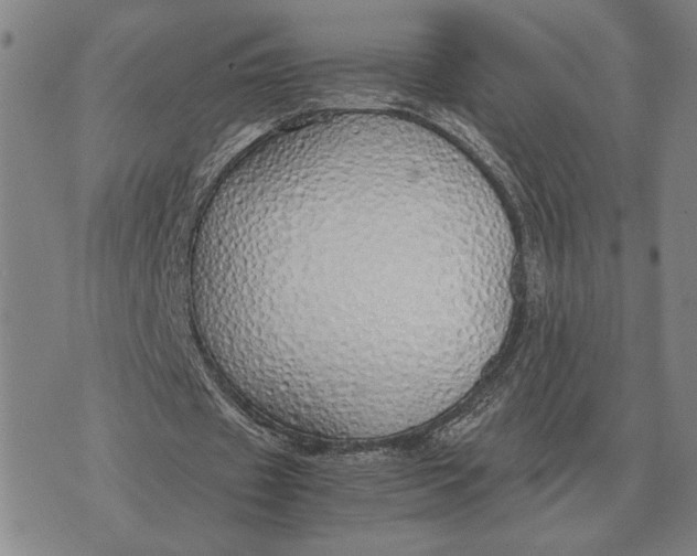 X0000071830433200607211805