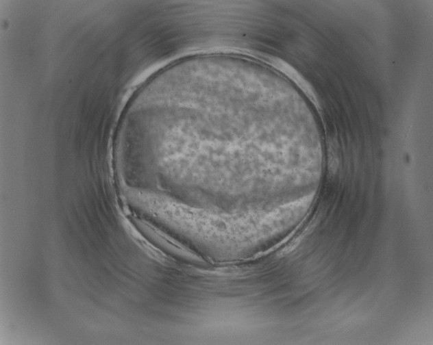 X0000071831388200607211751