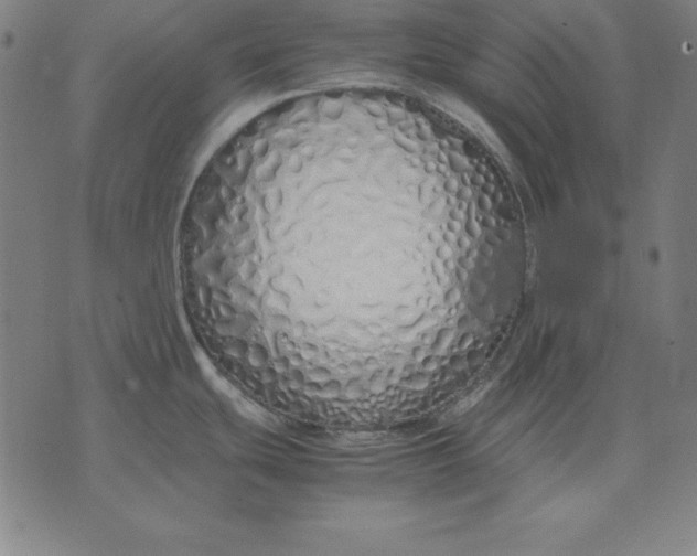 X0000071831439200607211751