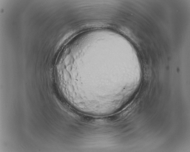X0000071830111200607290052